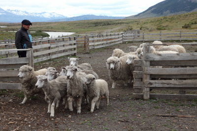 Moutons partant  la tonte