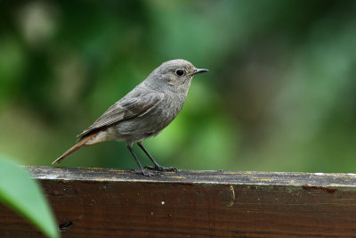 Rouge-queue femelle