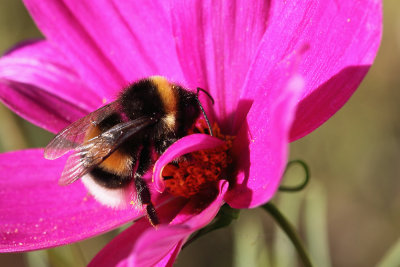 Bourdon sur cosmos