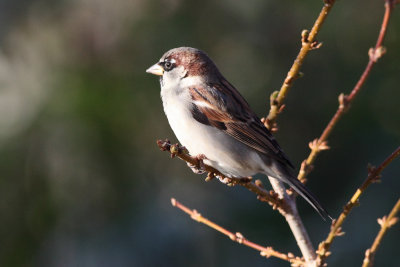 Moineau domestique ou Piaf