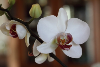 Phalaenopsis, orchide papillon