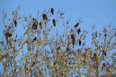 Grands corbeaux / Common Ravens