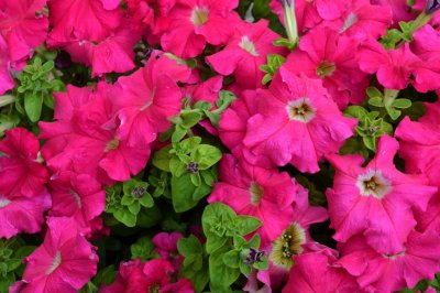 Petunias rouges / Red petunias