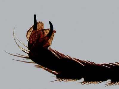 Patte de taon / Leg of a horse-fly