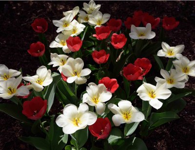 Meadowlark Botanical Gardens