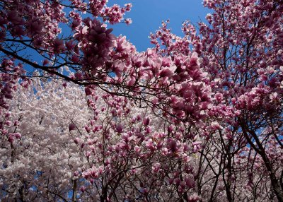 Spring comes to Meadowlark