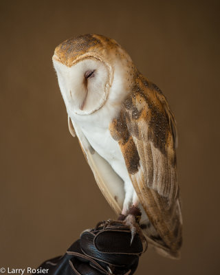Barn Owl, Arizona-Sonora Desert Museum