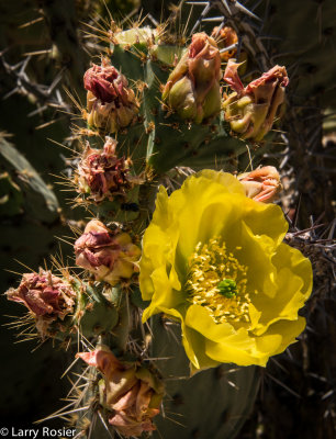 Prickly Pear Cactus, Arizona-Sonora Desert Museum