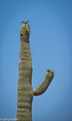 Mourning Dove on a Saguaro Casctus, Arizona-Sonora Desert Museum