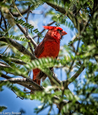 Cardinal, Arizona- Sonora Desert Museum