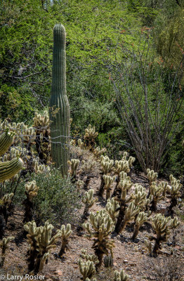 Arizona- Sonora Desert Museum