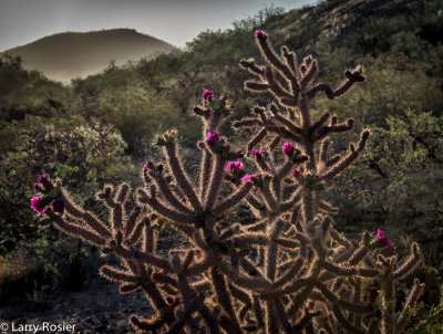 Blooming La Cholla Cactus at San Xavier Mission