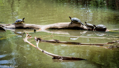 021_Lisbon.jpgRed-eared slider turtles (Trachemys scripta elegans), Agua Caliente Park