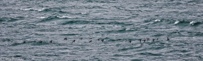Little Auks