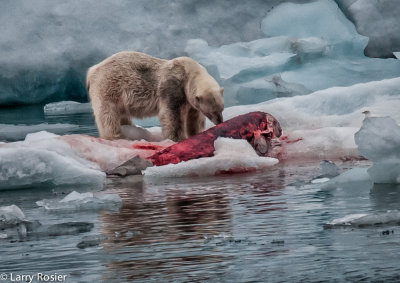 Polar Bear Feasting On A Juvenile Beluga Whale