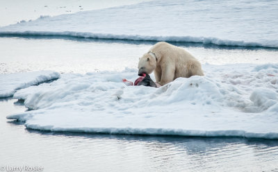 Female Polar Bear