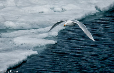 Glaucous Gull