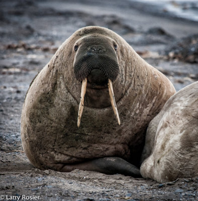 Walrus
