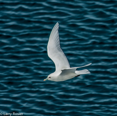 Ivory Gull