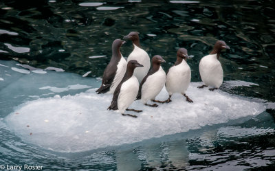 Brunnich's Guillemots
