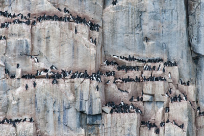 Cape Fanshawe, Svalbard