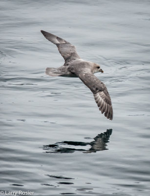 Northern Fulmar