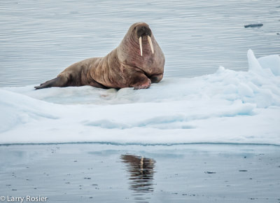 Walrus