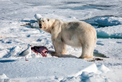 Polar Bear With Kill, Glaucous Gull, And Ivory Gull