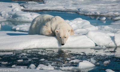 Polar Bear