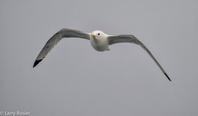 Black-legged Kittiwake