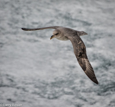 Northern Fulmar Over Fast Ice
