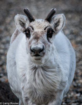 Juvenile Reindeer