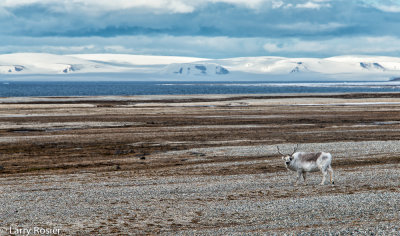 Arctic Scene