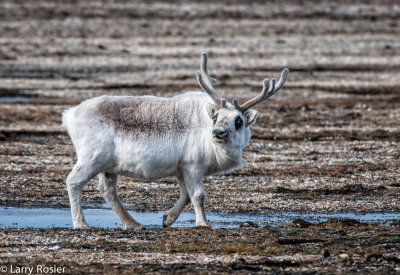 Reindeer