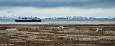 Reindeer With Explorer In The Background