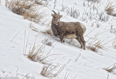 Bighorn Sheep, Lamar Valley