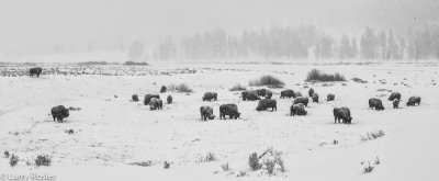 Bison, Lamar Valley