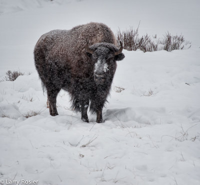Bison, Lamar Valley