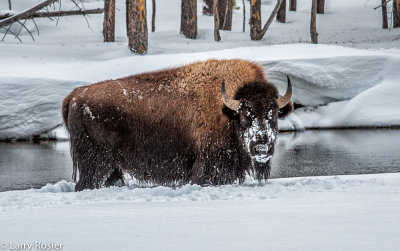 Winter In Yellowstone