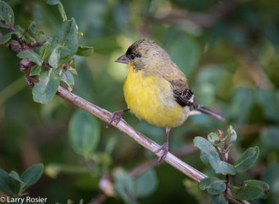 Birds of Ramrod Ranch