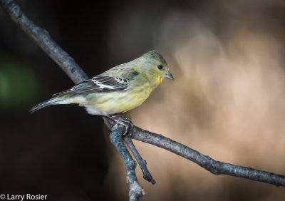 Lesser Goldfinch (female)
