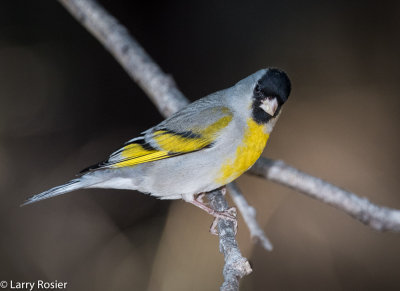 Lawrence Goldfinch (male)