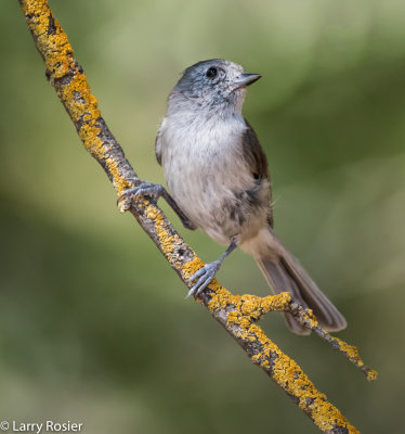 Oak Titmouse