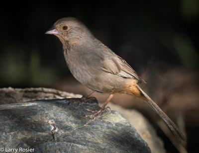 California Towhee