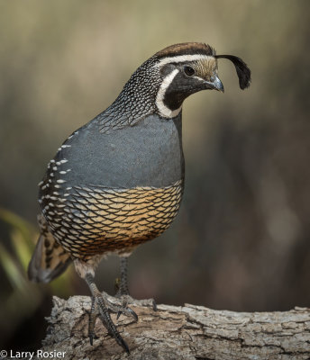 California Quail (male)