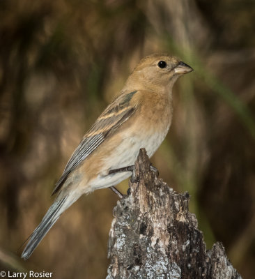 Lazuli Bunting (female)