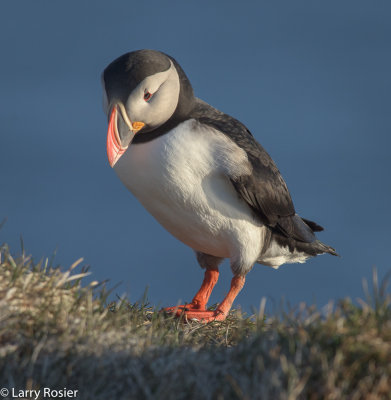 Birds of Iceland