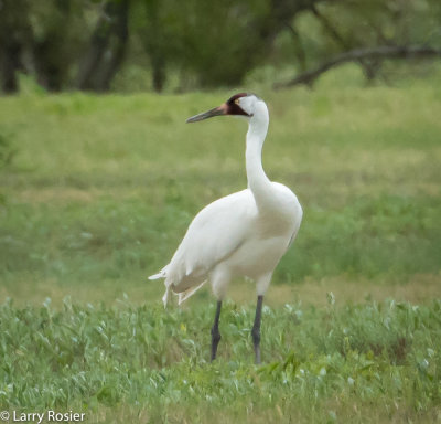 Birds of Aransas County