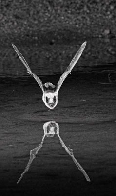 bats