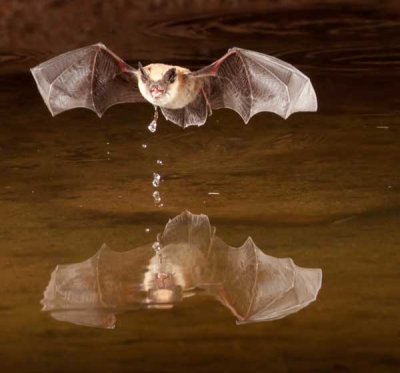 Bats02.jpg
